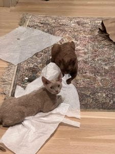 cats playing with tissue paper